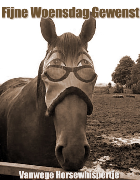 Horse Pictures, Images and Photos