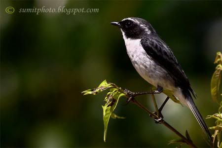 64_1288448772_grey_bushchat_2.jpg