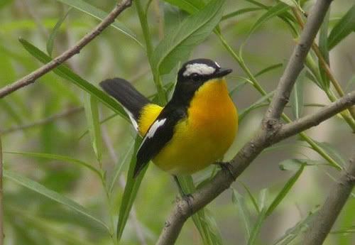 HoangSa_dopruoivang_Yellow-rumpedFlycatcher.jpg