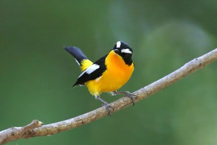 p_yellow_rumped_flycatcher.jpg