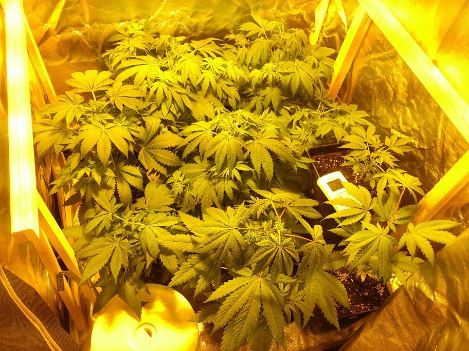 Vistageneraldiacutea42podaapical_zps86bd0b0e.jpg