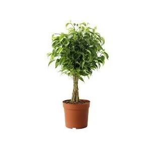 potted plant