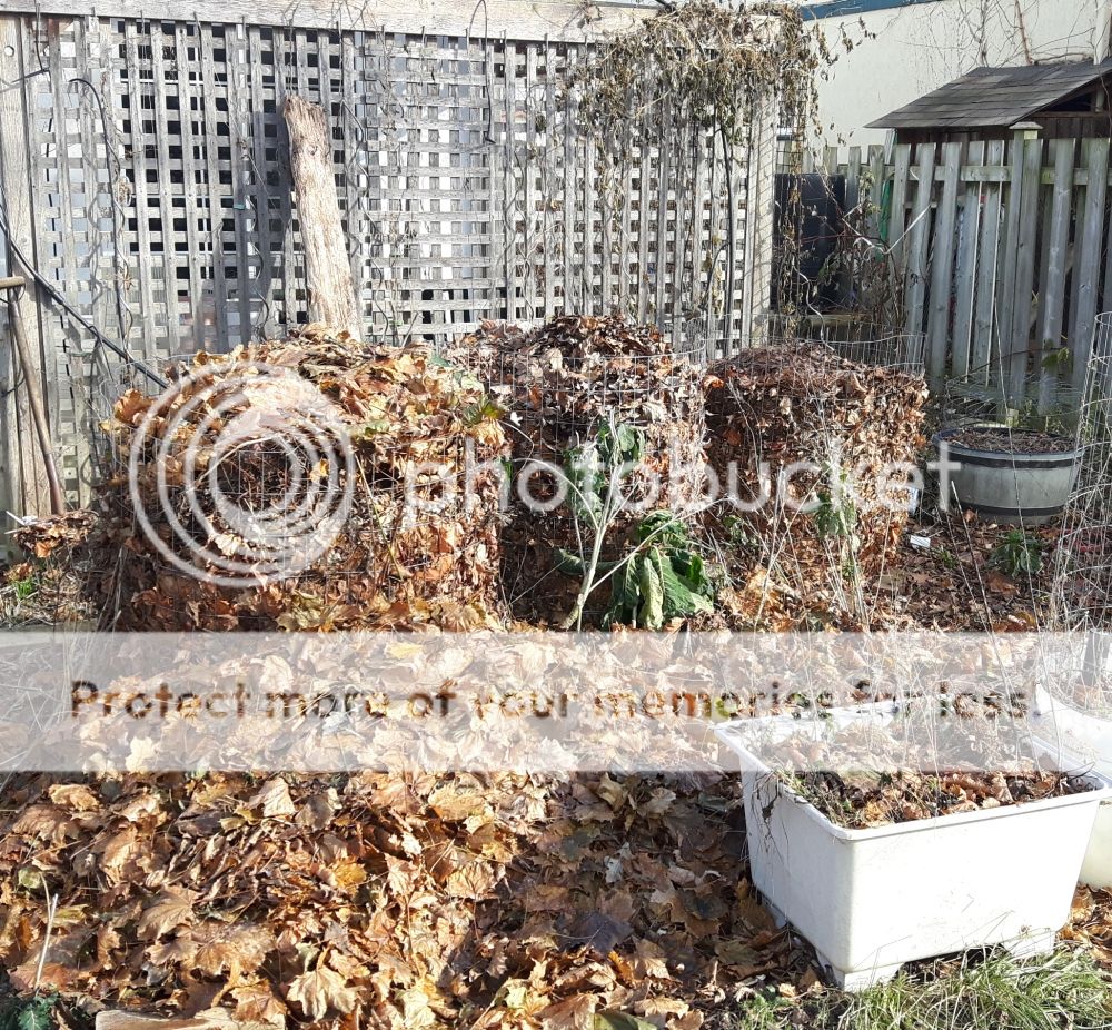 uses for fallen leaves autumn leaf fall easy compost containers